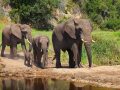 Elephant-family-at-botlierskop