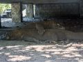 Komodo Dragons