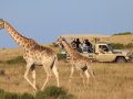 guided-game-drive-giraffe