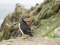 puffin 1