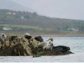seals